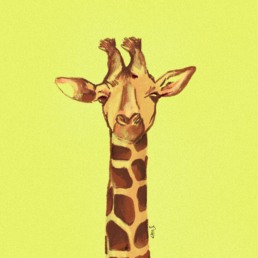 Giraffe_HD_900x900